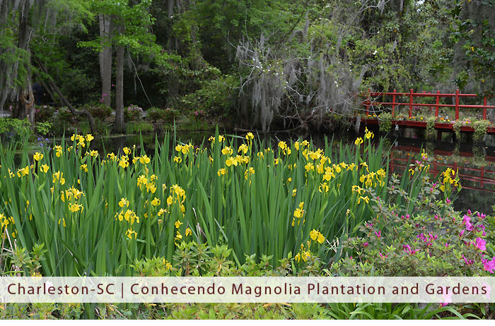 magnolia_plantation_capa