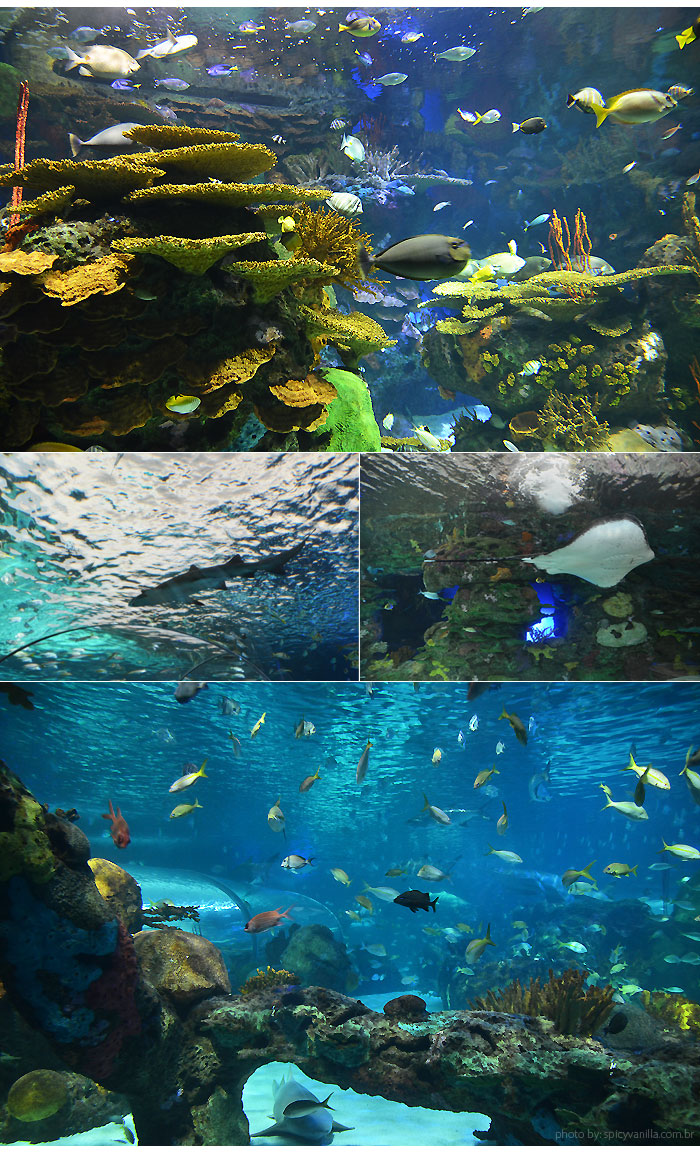 ripleys_aquarium-dive